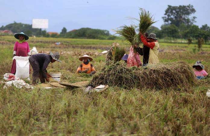 Karawang Panen Padi Di Puncak Kemarau Ekonomi Bisnis