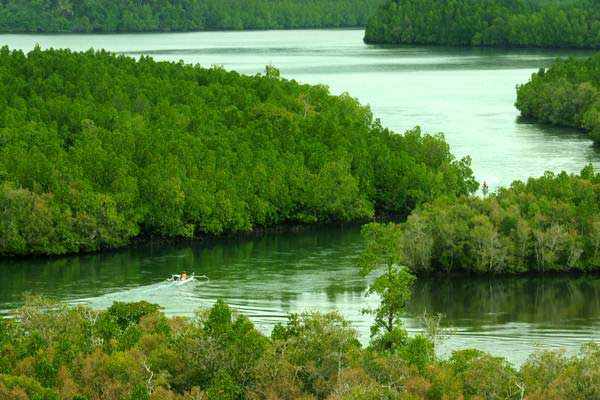 Indonesia Dukung Pemulihan Ekosistem Mangrove Bersama IORA Kabar24