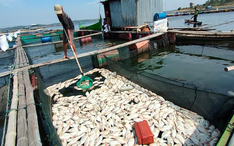 Puluhan Ton Ikan Di Waduk Kedung Ombo Mati Mendadak