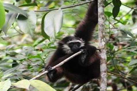 CAGAR ALAM : Menyelamatkan Keragaman Primata