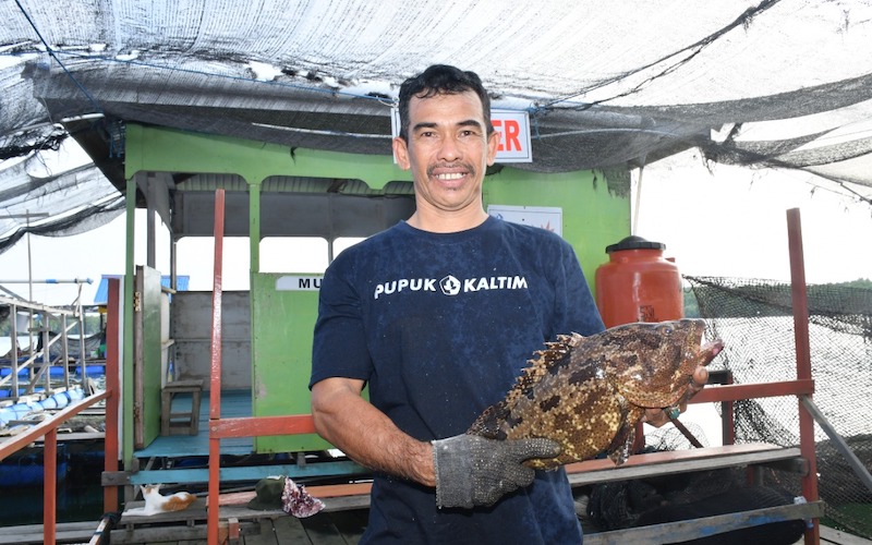 Koperasi Nelayan Bontang Ekonomi Pariwisata dan Maritim (Kopnel BEM) binaan PT Pupuk Kalimantan Timur (Pupuk Kaltim/PKT) siap memenuhi permintaan ikan kerapu untuk pasar ekspor./JIBI-Istimewa
