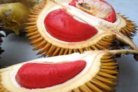 Mencicipi Spikoe, Durian Kekinian dari Sidoarjo