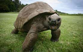 Ini Dia Jonathan, Kura-kura Tertua di Dunia yang Baru Berulang Tahun ke 190