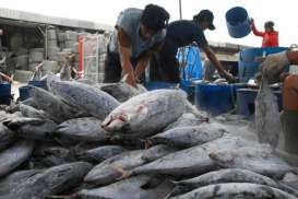 Rugikan Negara, Koalisi Perikanan Tolak Sistem Kontrak Penangkapan Ikan Terukur