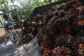 Jokowi Buka Ekspor CPO dan Minyak Goreng, Ini Alasannya