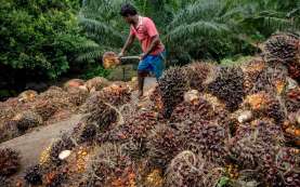 Reli Harga Berlanjut, Sawit Riau Pekan Ini Dijual Rp2.232,93 per Kg