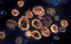 Fakta-fakta Virus Langya, yang Baru Ditemukan di China