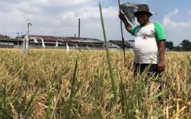Hebat! Petani di Cirebon Temukan Padi Varietas Baru, Masa Tanam Lebih Singkat
