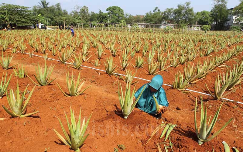  Petani Lidah Buaya  di Bogor Menghasilkan Omset Rp750 Juta 