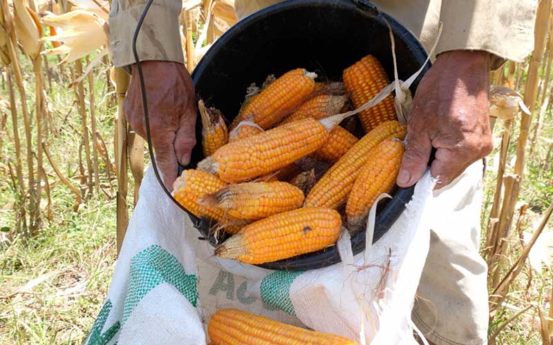 Harga Jagung Di Petani Turun Menjadi Rp 4 Ribu Per Kilogram Sejak Pandemi Covid 19 Bisnis 