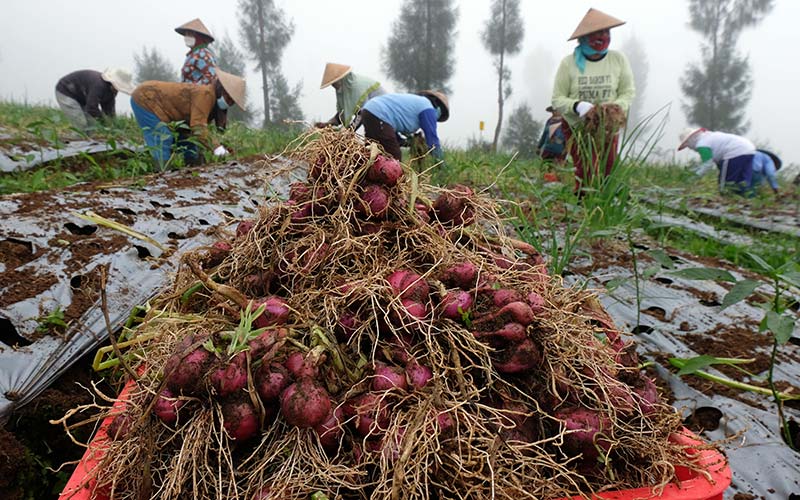 Petani di Temanggung Jawa Tengah Panen Bawang Merah Perdana Dalam Progam Food Estate