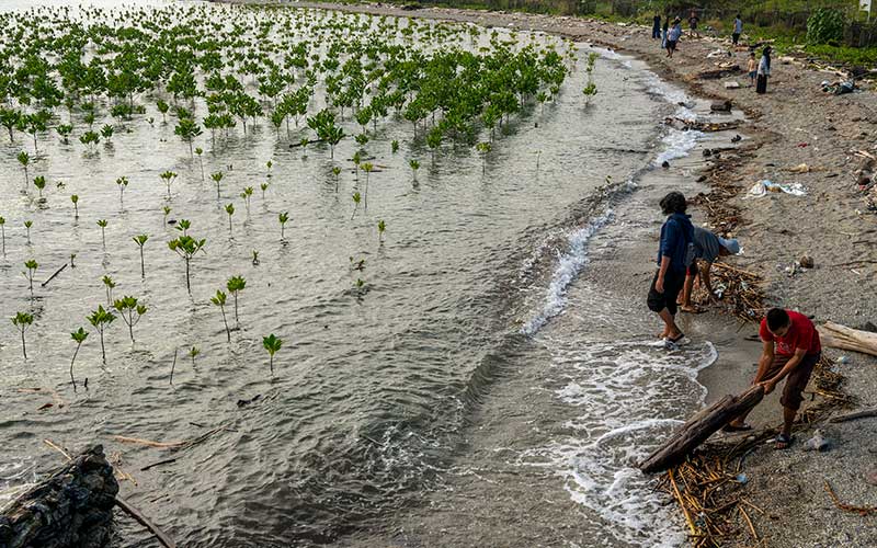 Komunitas Mangrover's Palu Pindahkan Sampah Yang Memenuhi Tanaman Mangrove di Pantai Dupa