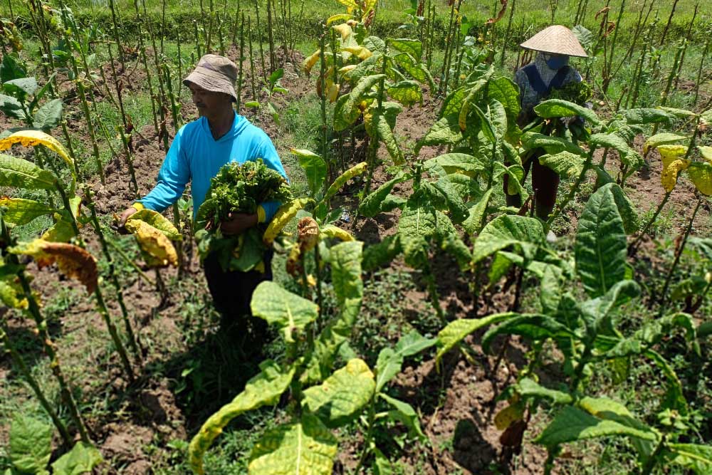 Produksi Tembakau Di Temanggung Mencapai 12 000 Ton Per Tahun