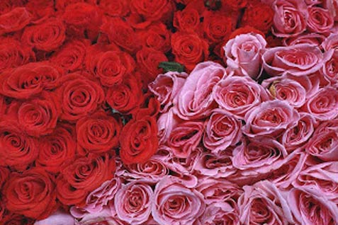 Setiap hari tak kurang 20.000-25.000 bunga mawar asal Kota Batu dijual di sejumlah kota besar mulai Jakarta, Solo, Jogja, Semarang, hingga Bali dan Kalimantan.  - bisnis.com