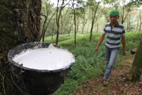  Produksi Karet  di Sumsel Turun Hingga 20 Ini Penyebabnya 