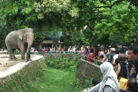 Wahana Gajah Tunggang Selalu Menjadi Primadona TMS Ragunan 