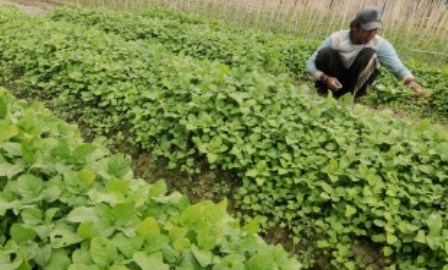 Holtikultura: Kemarau dan Pengalihan Tanam Turunkan Produksi Sumut