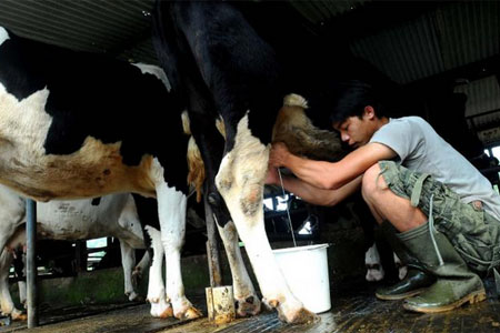 Memerah susu sapi. Produksi nasional diprdiksi stagnan.