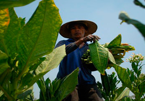  Jawa  Barat  Dorong Petani  Tembakau Beralih ke Tanaman Lain 