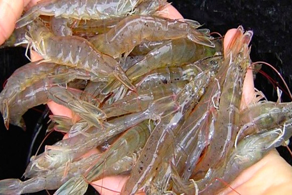 Udang Vaname Produksi Berkurang Harga Di Jateng Naik 15 Ekonomi Bisnis 