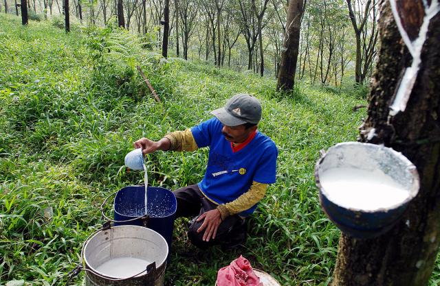  Produksi Karet  di Indonesia Kalah Oleh Thailand dan Vietnam