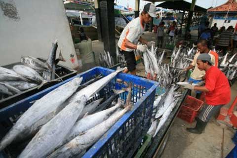 Ikan tuna hasil tangkapan nelayan - Bisnis