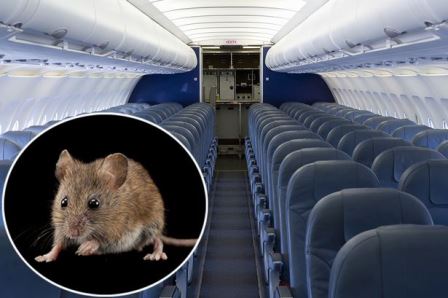 Tikus Berkeliaran di Kabin, Pesawat Qatar Airways Delay 6 Jam