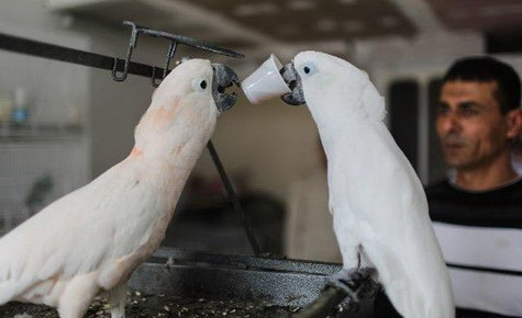 Burung Kakatua Ini Doyan Minum Kopi Teh