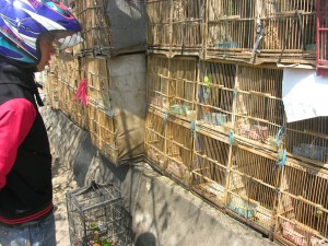 Pasar Burung Sukahaji Di Jalan Peta Akan Direhab