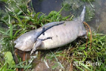 Ikan Berkaki Bikin Warga Heboh