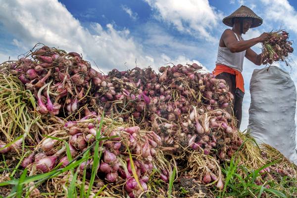 Petani memanen bawang merah di Dempet, Demak, Jawa Tengah, Selasa (14/3). - Antara/Aji Styawan