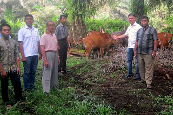 Head Sustainability & CSR Asian Agri, Welly Pardede mengunjungi langsung petani penerima manfaat program sapi bergulir perusahaan.