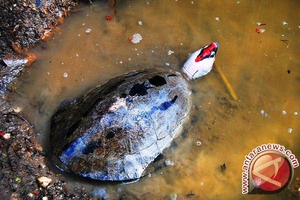 Kura-kura Di Kalsel Ini Paling Terancam di Dunia