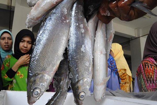 8700 Koleksi Ikan Air Tawar In Indonesia Gratis Terbaik