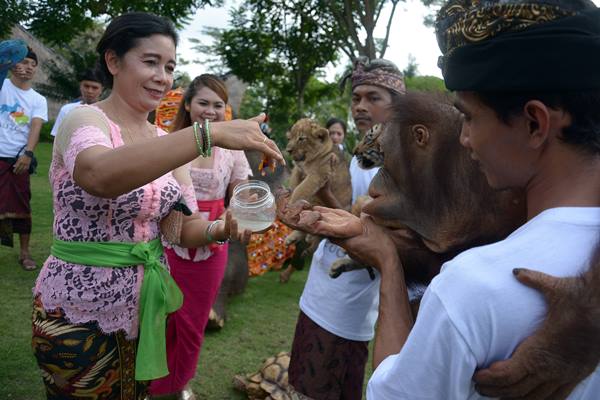 Seorang umat Hindu memercikkan air suci kepada sejumlah hewan saat upacara Tumpek Kandang di Bali Zoo, Gianyar, Bali, Sabtu (24/6). Umat Hindu Bali menggelar upacara ruwatan Hari Tumpek Kandang atau hari suci untuk hewan peliharaan dengan harapan hewan tersebut dapat berkembang dengan baik, harmonis, terjaga kelestariannya, dan memberi manfaat positif bagi manusia. ANTARA FOTO - Wira Suryantala