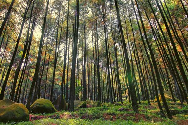 Sensasi Liburan ala Film 'Twilight' di Hutan Pinus Dlingo