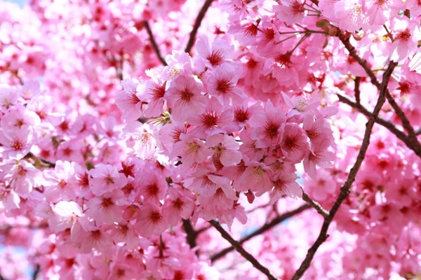 Yuk Lihat Peristiwa Langka Bunga Sakura Mekar Di Cibodas