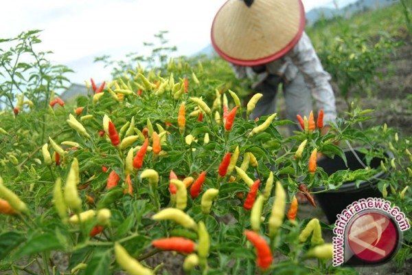 EM4: Solusi Ramah Lingkungan untuk Tanaman Cabai yang Sehat dan Produktif