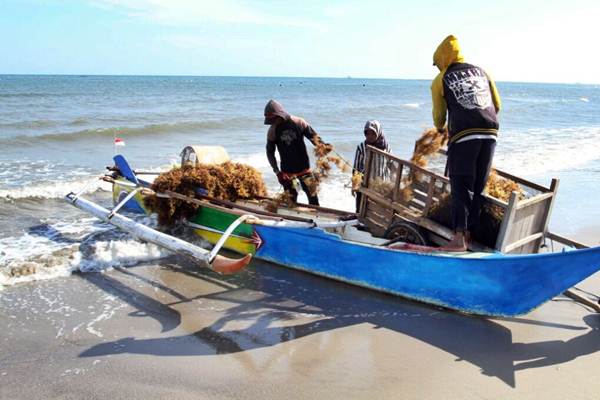 Nelayan membawa rumput laut hasil panen, di Kabupaten Bantaeng, Sulawesi Selatan, Senin (4/9). - JIBI/Paulus Tandi Bone