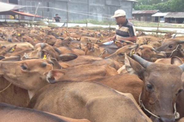 Hotel Bintang Pulau Dewata Wajib Konsumsi Daging Sapi Bali