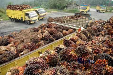 Importir Minyak Sawit di Pakistan Cari Mitra ke RI
