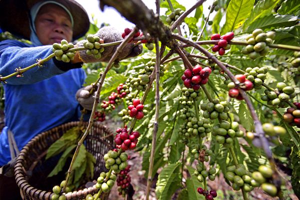 Produksi Arabika Terbatas, Petani Bali Kembangkan Robusta