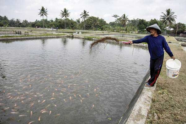 8700 Koleksi Ikan Air Tawar In Indonesia Gratis Terbaik