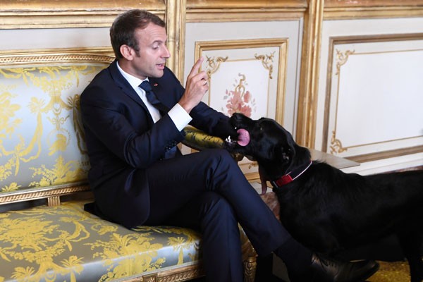 Arsip Foto. Presiden Prancis Emmanuel Macron mengangkat tangan di depan anjingnya Nemo disela rapat dengan Wakil Kanselir dan Menteri Luar Negeri Jerman di Istana Elysee, Paris, Prancis, Rabu (30/8/2017). - Reuters