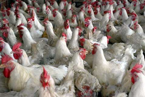 Harga Ayam Tinggi, Pedagang Bandung Raya akan Lakukan Aksi Pemogokan