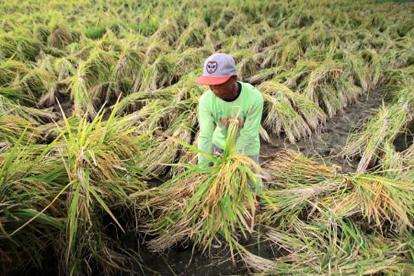 Petani memanen padi di persawahan Alas Malang, Banyuwangi, Jawa Timur, Rabu (17/1/2018). - Antara/Budi Candra Setya