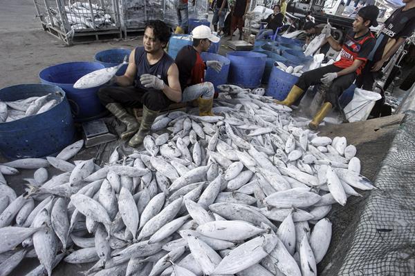 Pekerja memilah ikan untuk dipasarkan di Pelabuhan Muara Baru, Jakarta, Selasa (30/1). Kementerian Kelautan dan Perikanan (KKP) melalui Direktorat Jenderal Perikanan Tangkap menargetkan produksi ikan pada tahun 2018 sebanyak 9,45 juta ton atau setara dengan Rp209,8 triliun dengan cara mendorong keterlibatan BUMN pada sektor perikanan dan memperbaiki sistem pencatatan di seluruh Tempat Pelelangan Ikan (TPI). ANTARA FOTO - Muhammad Adimaja