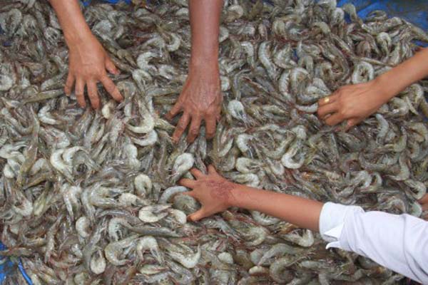 Benih Berkualitas Bakal Kerek Produksi Udang 2018 - Ekonomi Bisnis.com