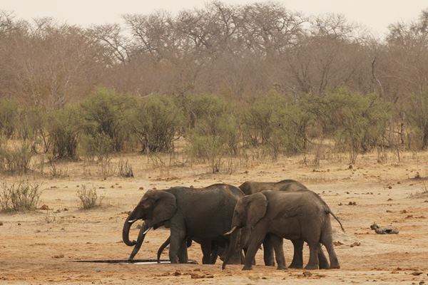 Kawanan gajah - Reuters