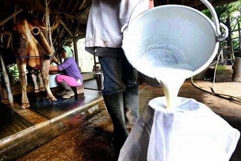 Peternak menuangkan susu sapi hasil perahan ke wadah, di Subang, Jawa Barat/JIBI-Bisnis - Rachman